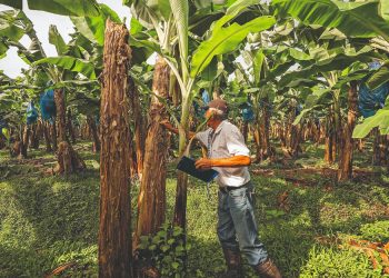 Costa Rica recovers banana volumes, however, supermarkets continue to keep prices very low
