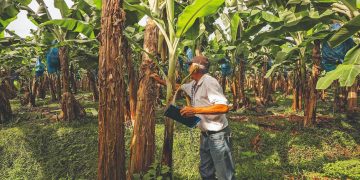 Costa Rica recovers banana volumes, however, supermarkets continue to keep prices very low