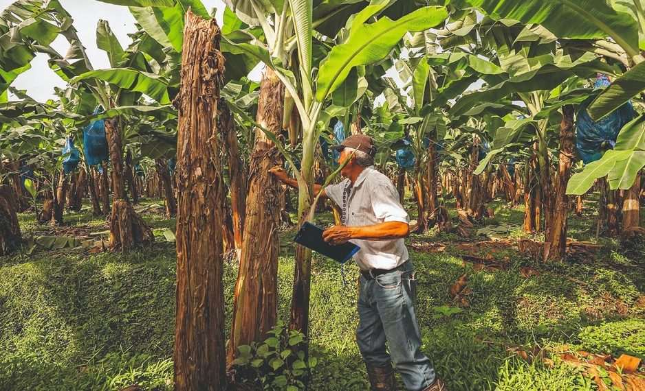 Costa Rica recovers banana volumes, however, supermarkets continue to keep prices very low Costa Rica recovers banana volumes, however, supermarkets continue to keep prices very low