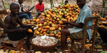 Cocoa Farmers Welcome COCOBOD Salary Cuts amid Liquidity Challenges