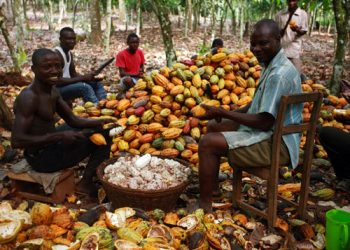 Alliance for Cocoa Farmers and Development urges Government to Release Outstanding Payments