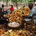 Alliance for Cocoa Farmers and Development urges Government to Release Outstanding Payments