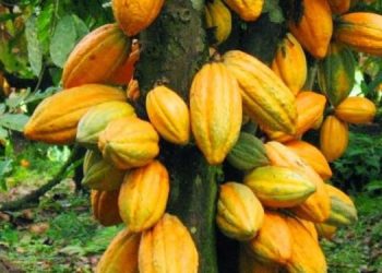 Cocoa Farmers urge Ghana–Ivory Coast talks to Regulate Global Supply