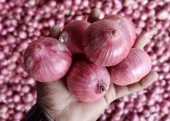 Indian onion exporters prepare for pink variety shift