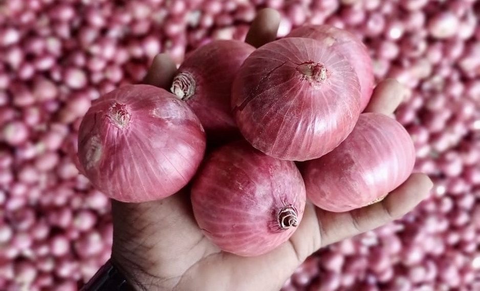 Indian onion exporters prepare for pink variety shift