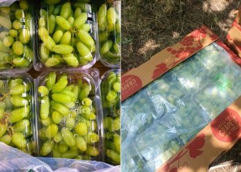 Grape export market is undergoing shift toward more sustainable post-harvest solutions