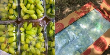 Grape export market is undergoing shift toward more sustainable post-harvest solutions