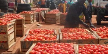 Pwalugu Tomato Factory Reopening: Mahama Supplies High-yield Seeds to Farmers