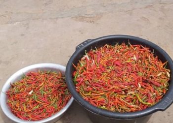 Bangladesh expands Bogura green chili exports to Gulf and Asia