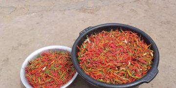 Bangladesh expands Bogura green chili exports to Gulf and Asia