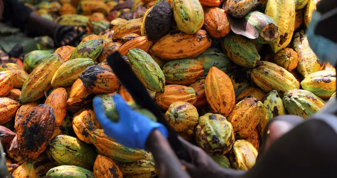 COCOBOD begins Paying LBCs to Clear Cocoa Farmers’ Arrears