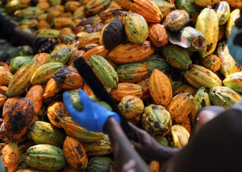 COCOBOD begins Paying LBCs to Clear Cocoa Farmers’ Arrears