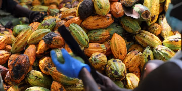 COCOBOD begins Paying LBCs to Clear Cocoa Farmers’ Arrears