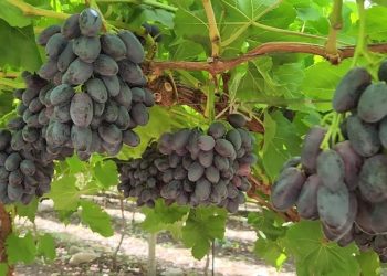 Woolworths shakes up its grape offering with world-first Shaker grapes