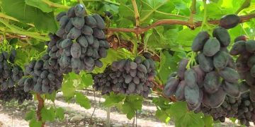 Woolworths shakes up its grape offering with world-first Shaker grapes Woolworths shakes up its grape offering with world-first Shaker grapes