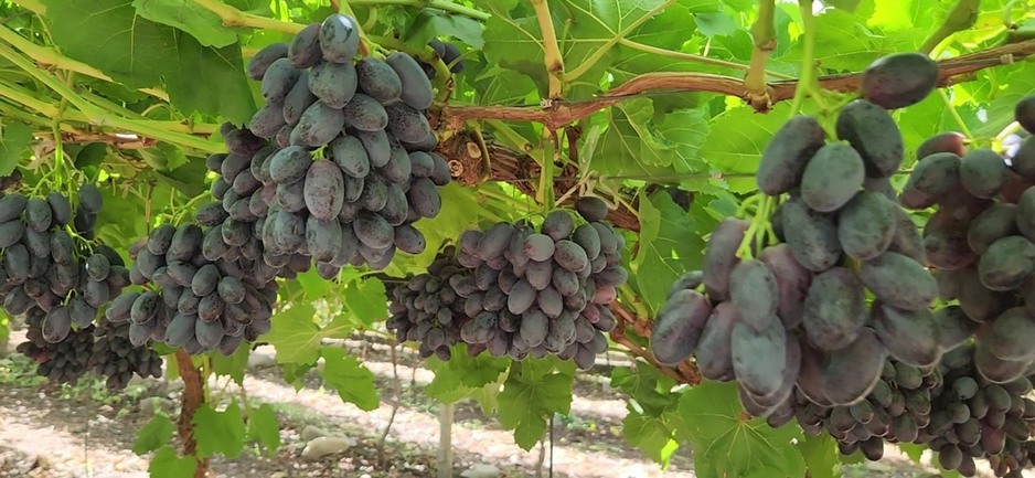 Woolworths shakes up its grape offering with world-first Shaker grapes Woolworths shakes up its grape offering with world-first Shaker grapes