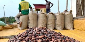 Cocoa Producer Price cut to GH¢41,392 per tonne from GH¢51,660