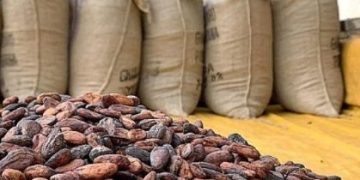 Ivory Coast Reassures Farmers over Purchase of Excess Cocoa Stock Following Strike Threats Ivory Coast Reassures Farmers over Purchase of Excess Cocoa Stock Following Strike Threats