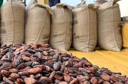 Ivory Coast maintains GH¢3,600 Equivalent per Cocoa Bag as Ghana reels from 28% Emergency Price cut Ivory Coast maintains GH¢3,600 Equivalent per Cocoa Bag as Ghana reels from 28% Emergency Price cut