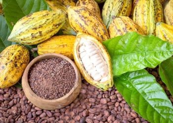 Ghana Catholic Bishops Highlights Moral Duty to Protect Cocoa Farmers