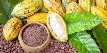 Ghana Catholic Bishops Highlights Moral Duty to Protect Cocoa Farmers