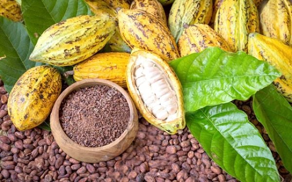 Ghana Catholic Bishops Highlights Moral Duty to Protect Cocoa Farmers Ghana Catholic Bishops Highlights Moral Duty to Protect Cocoa Farmers