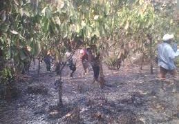 Bushfire destroys over 60 acres of cashew, cocoa farms in Techiman North