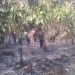 Bushfire destroys over 60 acres of cashew, cocoa farms in Techiman North