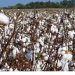 Ghana’s Textile Comeback Threatened by Weak Cotton Seed Systems – LCIC