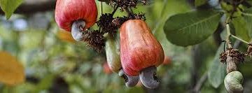 ACA Participates in 2026 World Cashew Conference in Dubai