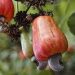 ACA Participates in 2026 World Cashew Conference in Dubai