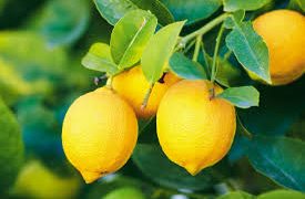 Bangladeshi lemon prices climb to US.22 per four