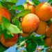Tasmanian apricot output halves at Lowdina Orchard after light season Tasmanian apricot output halves at Lowdina Orchard after light season