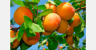 Tasmanian apricot output halves at Lowdina Orchard after light season