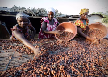 Poll Shows Majority of Farmers accept new Cocoa Price