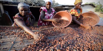 Poll Shows Majority of Farmers accept new Cocoa Price