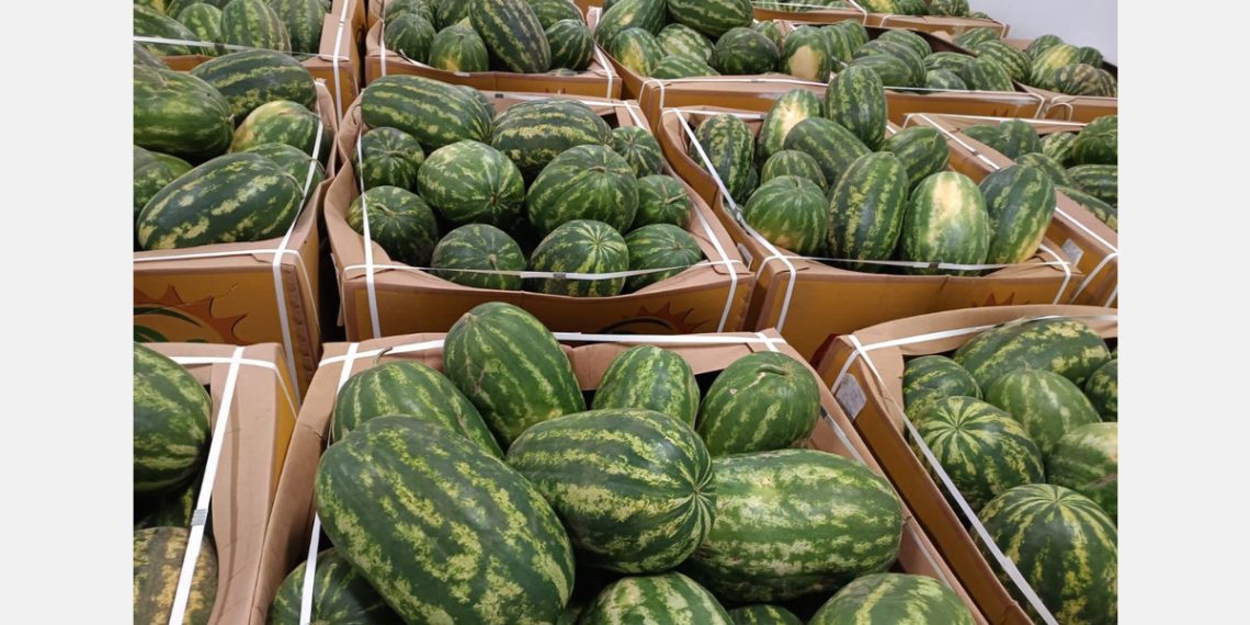 High tariffs deprive Mauritanian exporters of strong Moroccan demand for watermelons