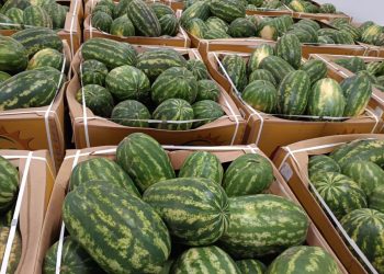 High tariffs deprive Mauritanian exporters of strong Moroccan demand for watermelons