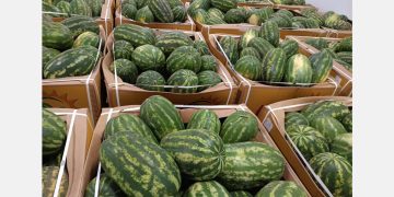 High tariffs deprive Mauritanian exporters of strong Moroccan demand for watermelons