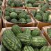 High tariffs deprive Mauritanian exporters of strong Moroccan demand for watermelons