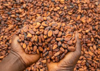 Current Cocoa Industry Crises, a Setback on Ghana’s Macroeconomic Health