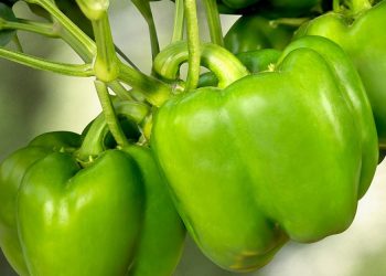 Preparing European suppliers for long term entry into India