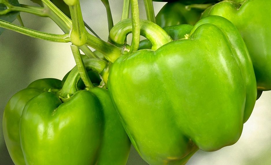 Preparing European suppliers for long term entry into India Preparing European suppliers for long term entry into India