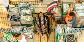 New FAO publication describes global fish fraud and the tools to combat it