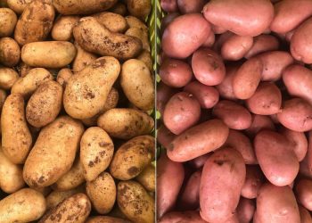 Marked Increase in Potato Acreage in Berkane, Eastern Morocco