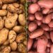 Marked Increase in Potato Acreage in Berkane, Eastern Morocco