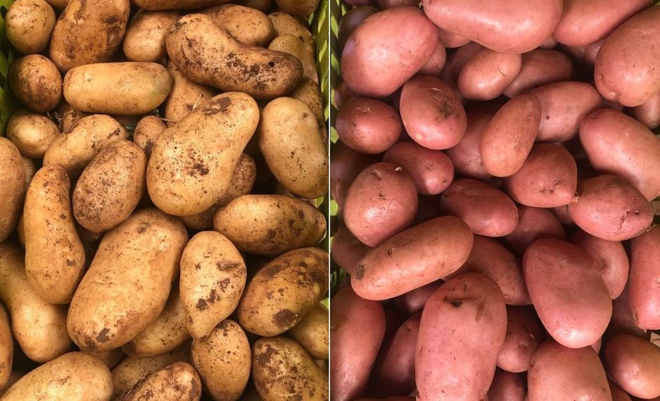 Marked Increase in Potato Acreage in Berkane, Eastern Morocco