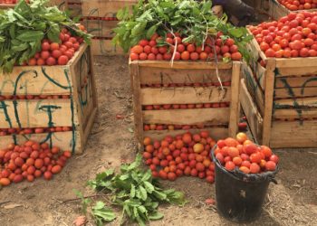 Ghana still not Self-sufficient in Tomato Production despite Greenhouse Technology – PFAG Ghana still not Self-sufficient in Tomato Production despite Greenhouse Technology – PFAG