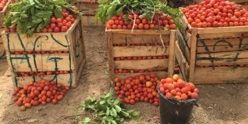 Ghana still not Self-sufficient in Tomato Production despite Greenhouse Technology – PFAG Ghana still not Self-sufficient in Tomato Production despite Greenhouse Technology – PFAG