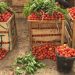 Ghana still not Self-sufficient in Tomato Production despite Greenhouse Technology – PFAG
